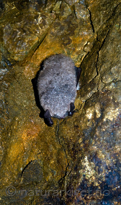 BB 11 0023 / Myotis daubentonii / Vannflaggermus